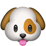 Ache o Pet